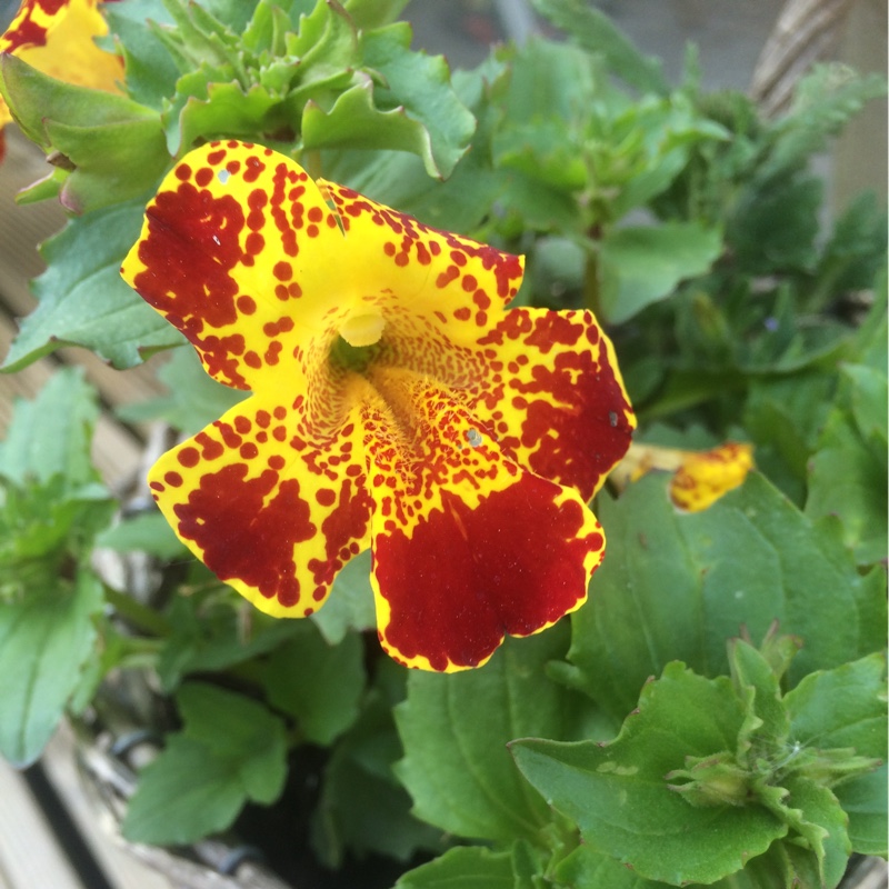 Plant image Mimulus luteus