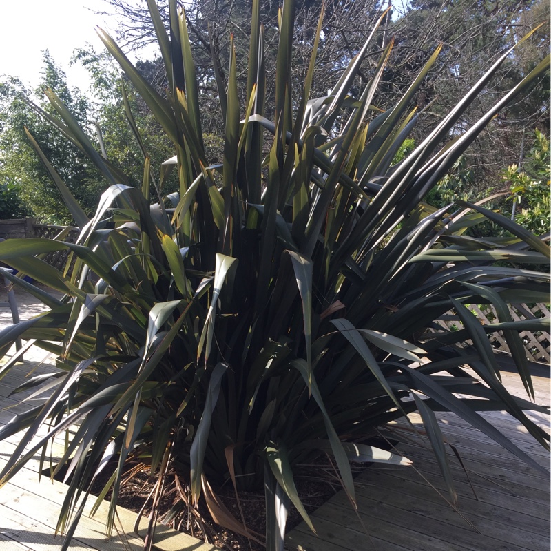 Plant image Phormium tenax 'Platts Black'