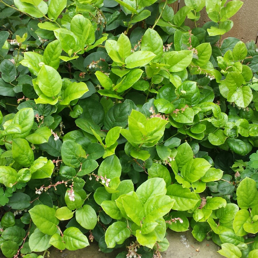 Plant image Gaultheria shallon