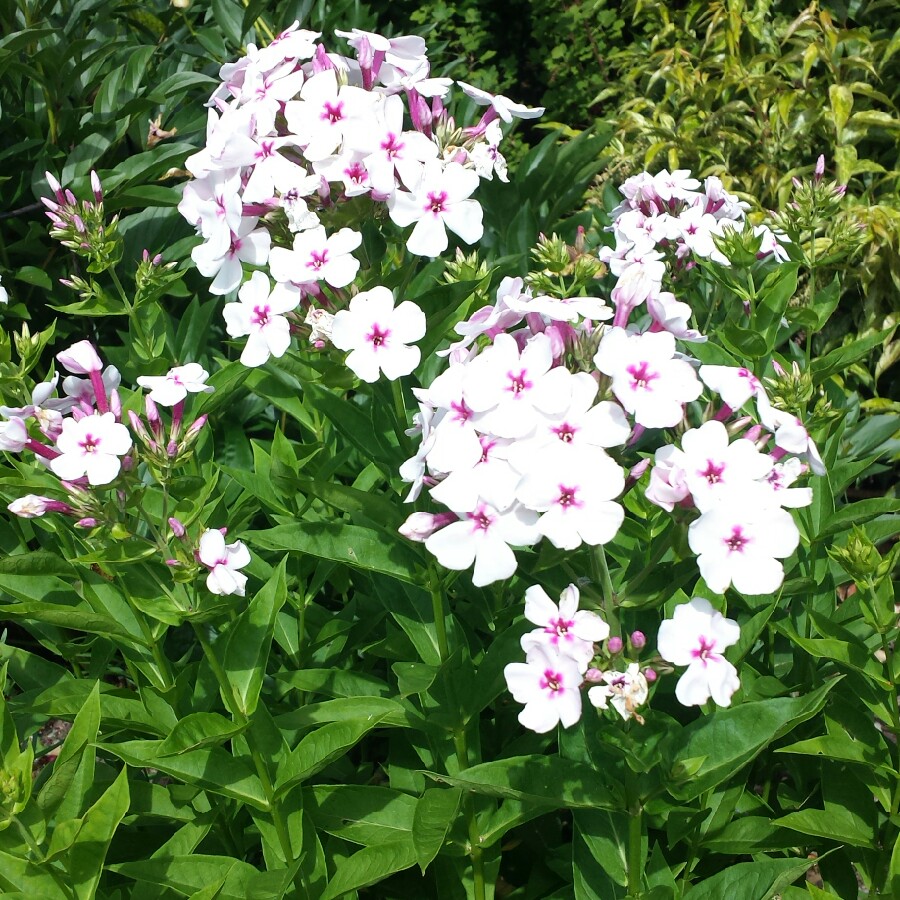 Plant image Phlox paniculata 'Flame White Eye'