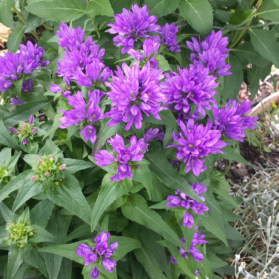 Plant image Campanula glomerata 'Bellefleur Blue'