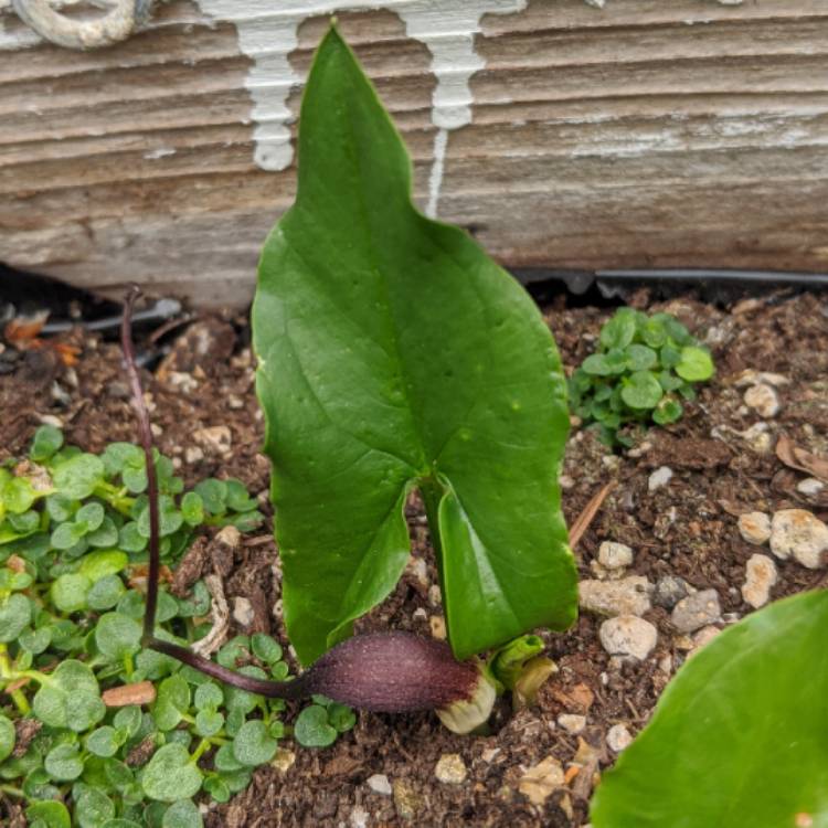 Plant image Arisarum proboscideum