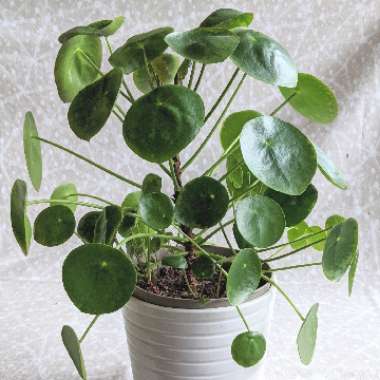 Chinese Money Plant