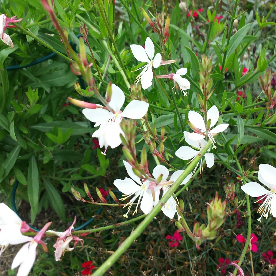 Plant image Oenothera lindheimeri 'Whirling Butterflies' syn. Gaura lindheimeri 'Whirling Butterflies'