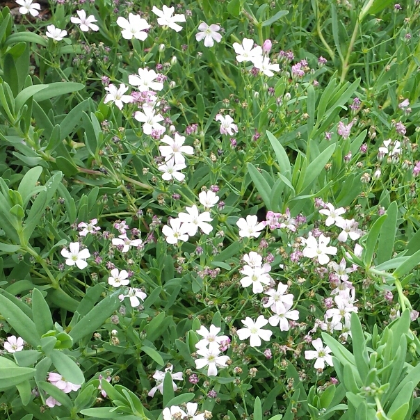 Plant image Gypsophila repens 'Rosea Schonheit'