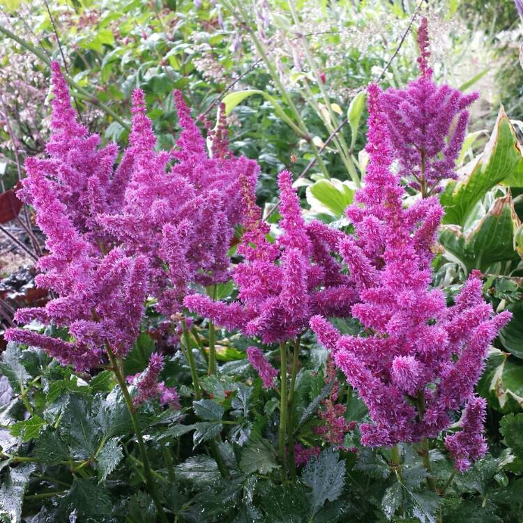 Plant image Astilbe chinensis 'Visions'