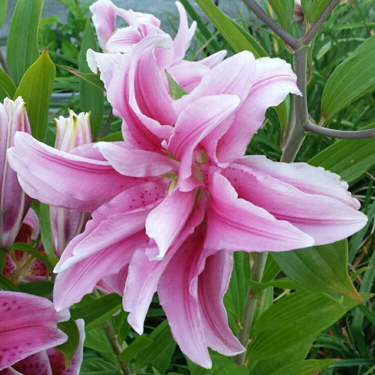 Plant image Lilium 'Double Beauty' syn. Lilium 'Roselily Belonica'