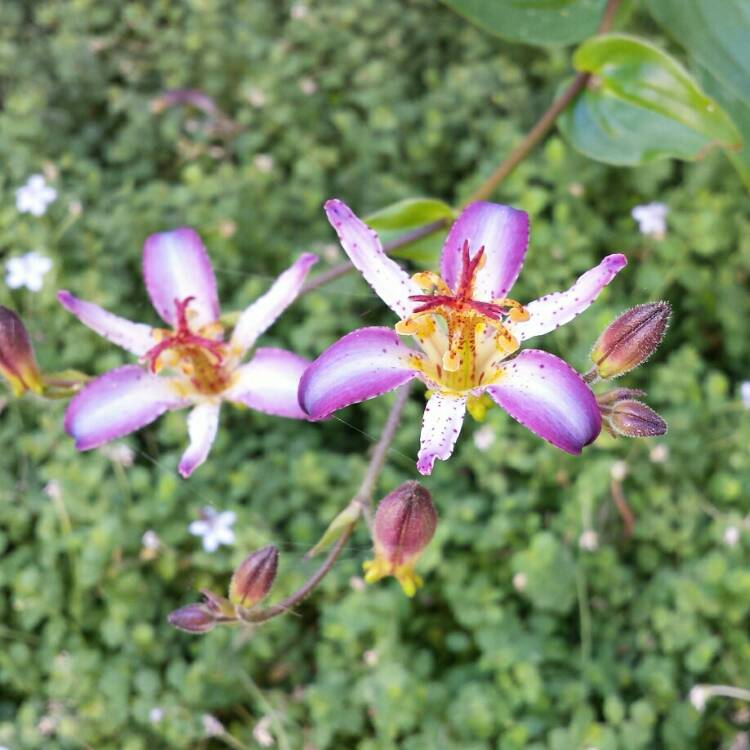 Plant image Tricyrtis 'Taipei Silk'