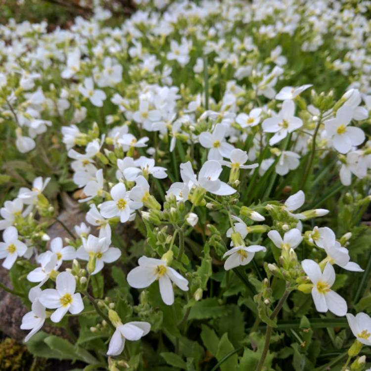 Plant image Arabis caucasica