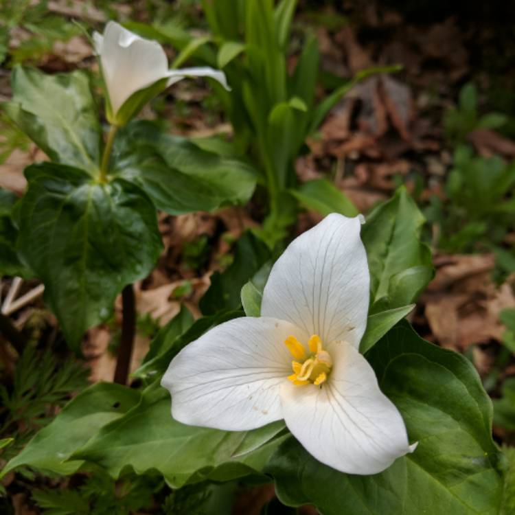 Plant image Trillium ovatum