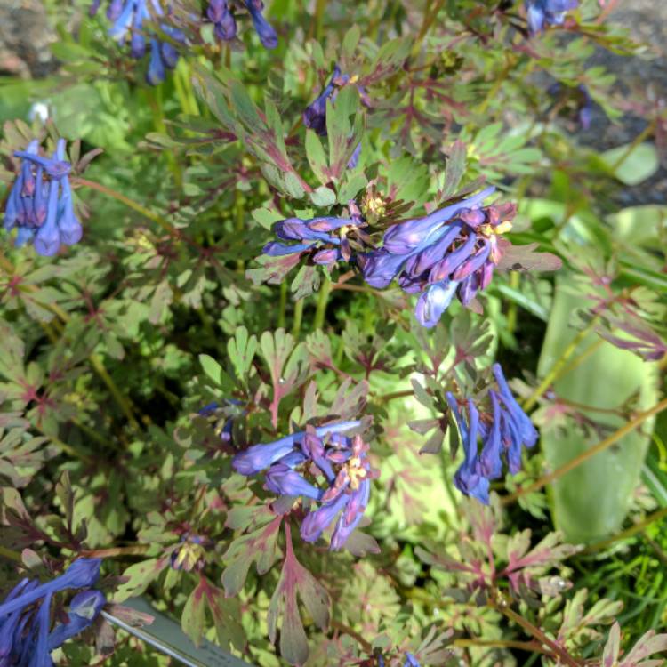 Plant image Corydalis flexuosa 'Purple Leaf'