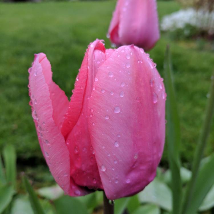 Plant image Tulipa 'Pink Impression'