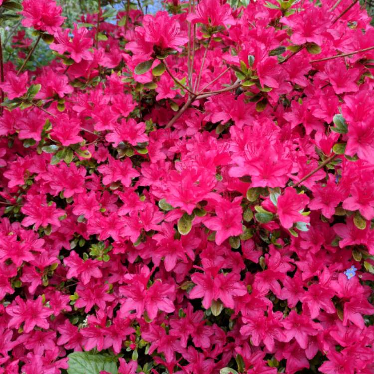 Plant image Rhododendron 'Hino Crimson'