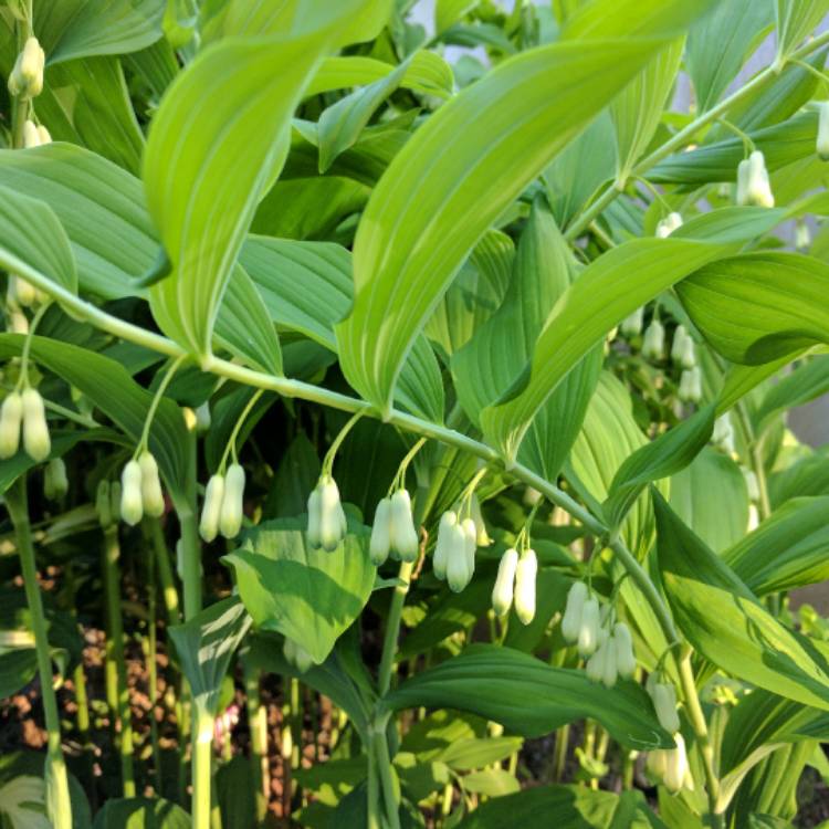 Plant image Polygonatum biflorum