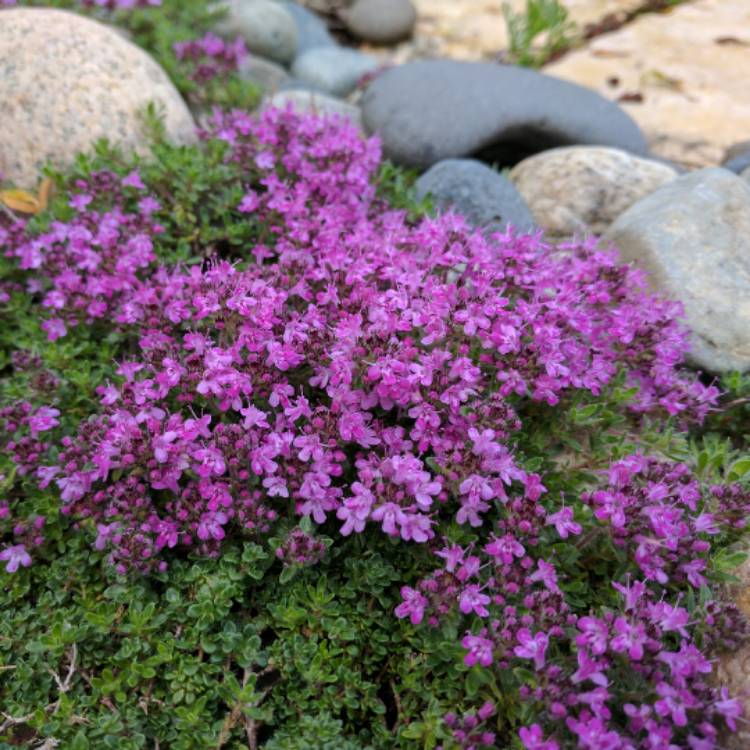 Plant image Thymus Doerfleri 'Bressingham'