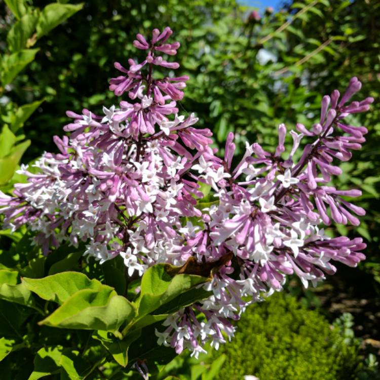 Plant image Syringa pubescens subsp. patula 'Miss Kim'