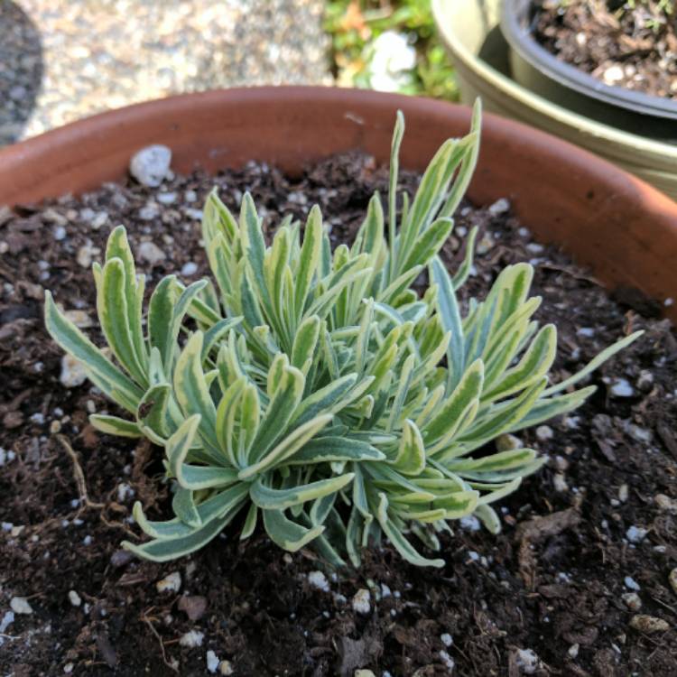 Plant image Lavandula x intermedia 'Momparler' syn. Lavandula x intermedia 'Platinum Blonde'