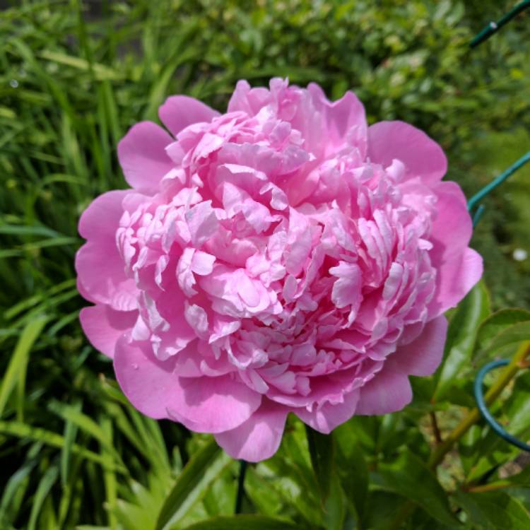 Plant image Paeonia lactiflora 'Monsieur Jules Elie'