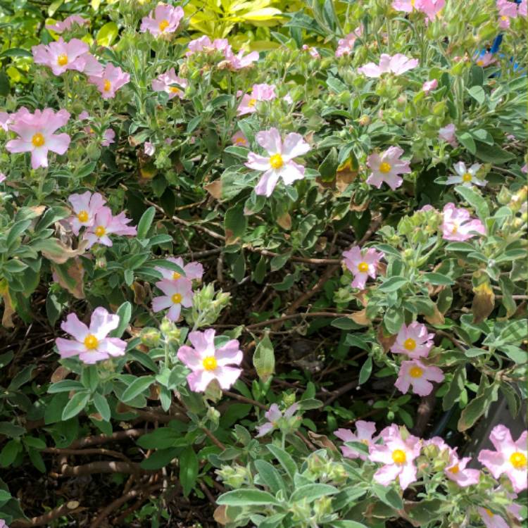 Plant image Cistus x lenis 'Grayswood Pink'