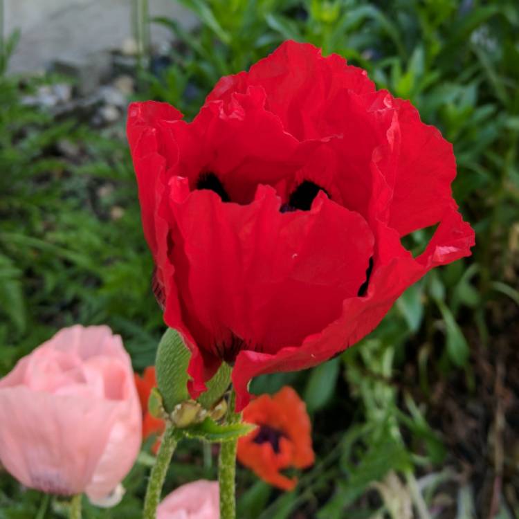 Plant image Papaver orientale 'Beauty of Livermere'