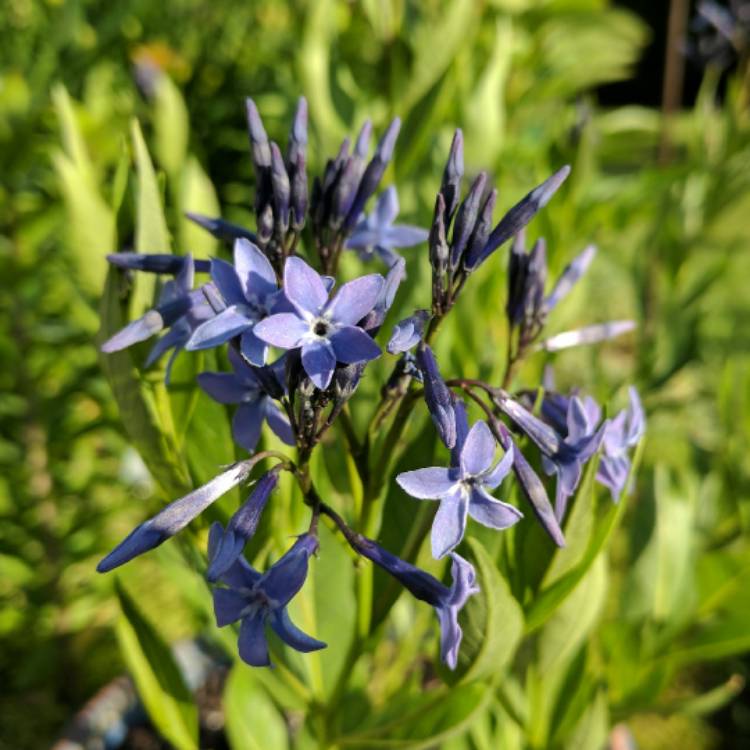 Plant image Amsonia 'Blue Ice'