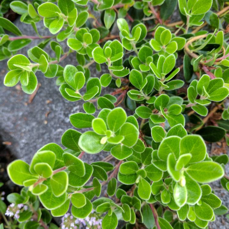 Plant image Arctostaphylos uva-ursi