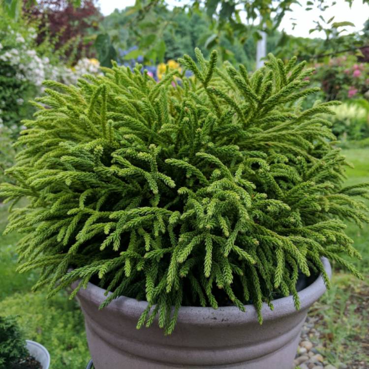 Plant image Cryptomeria japonica 'Little Diamond'