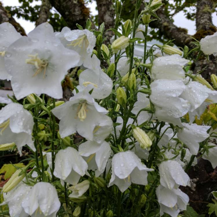 Plant image Campanula persicifolia f. alba