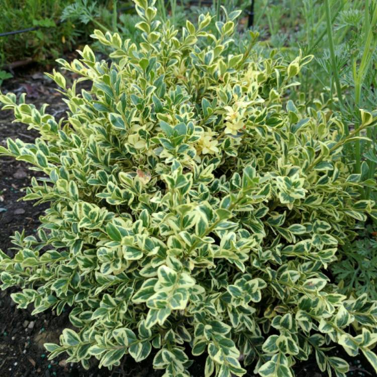 Plant image Buxus sempervirens 'Suffruticosa Variegated'