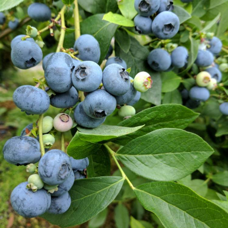 Plant image Vaccinium corymbosum 'Patriot'