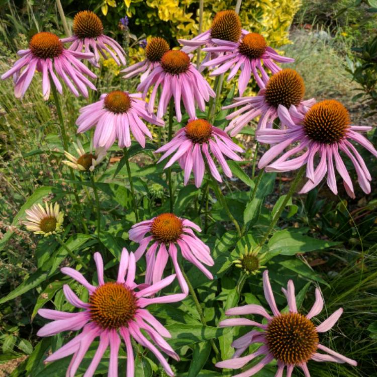 Plant image Echinacea purpurea 'Prairie Splendor'