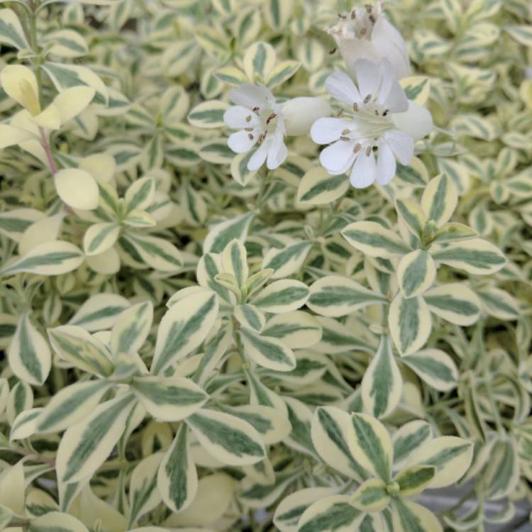 Plant image Silene 'Druett's Variegated'