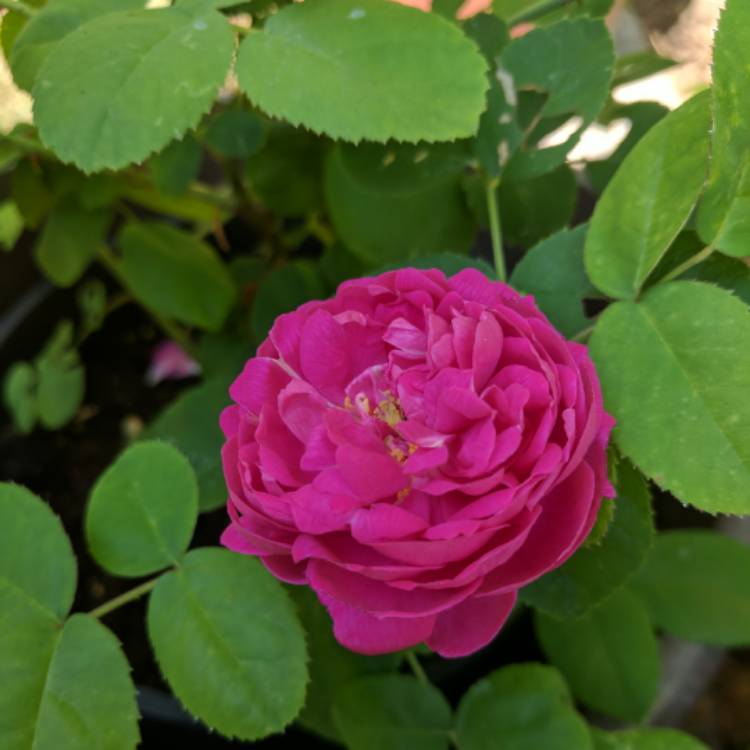 Plant image Rosa 'De Resht' syn. Rosa 'De Rescht', Rosa 'Rescht', Rosa 'Rose de Rescht'