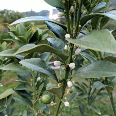 Fortunella crassifolia 'Meiwa'