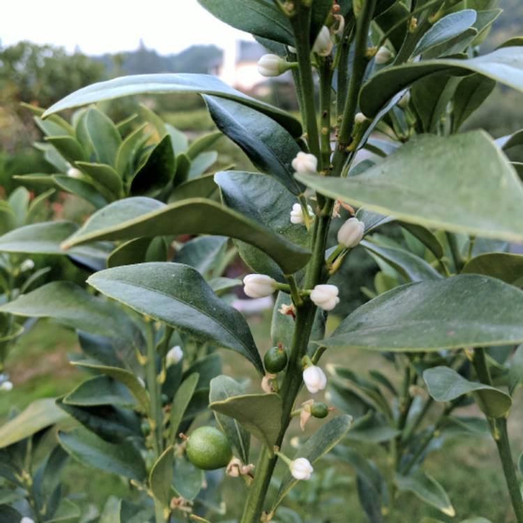 Plant image Fortunella crassifolia 'Meiwa'