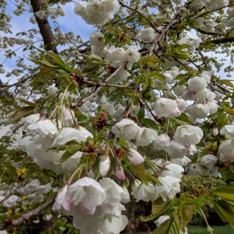 Plant image Prunus 'Shirotae' syn. Prunus serrulata 'Kojima', Prunus 'Mount Fuji'