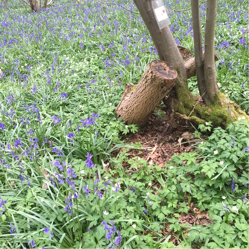 Spanish Bluebell