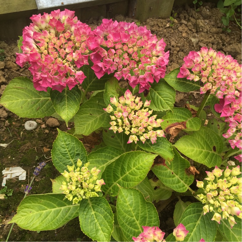 Plant image Hydrangea macrophylla 'Curly Wurly Pink'