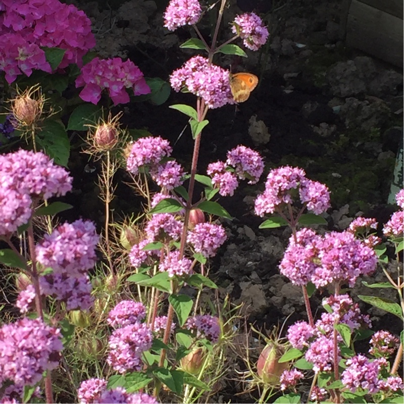 Wild Marjoram