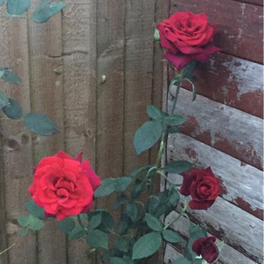 Rose (Floribunda)