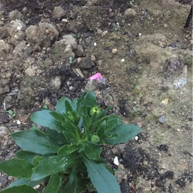 African Daisy 'Erato Violet'