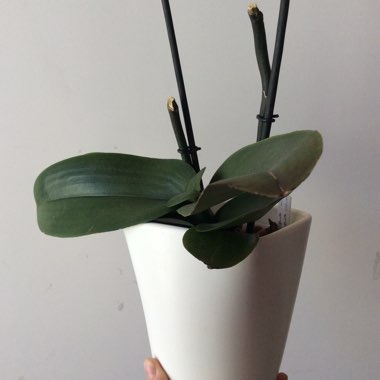 Phalaenopsis