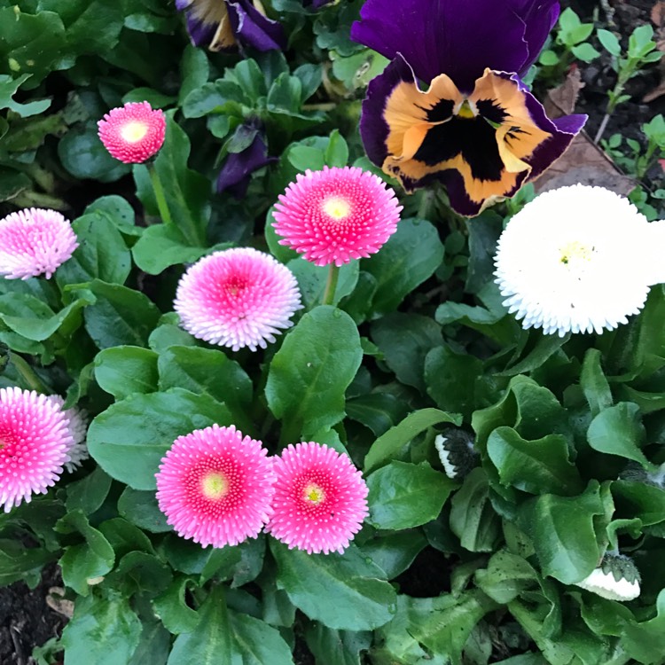 Plant image Bellis perennis 'Big Bob'