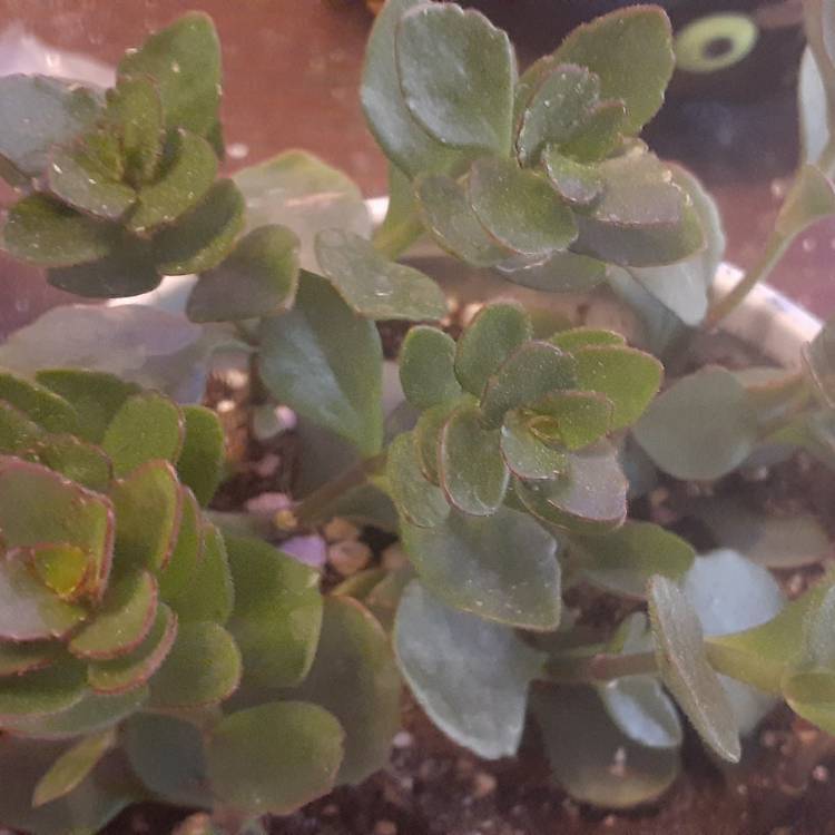 Plant image Kalanchoe manginii 'Mirabella'