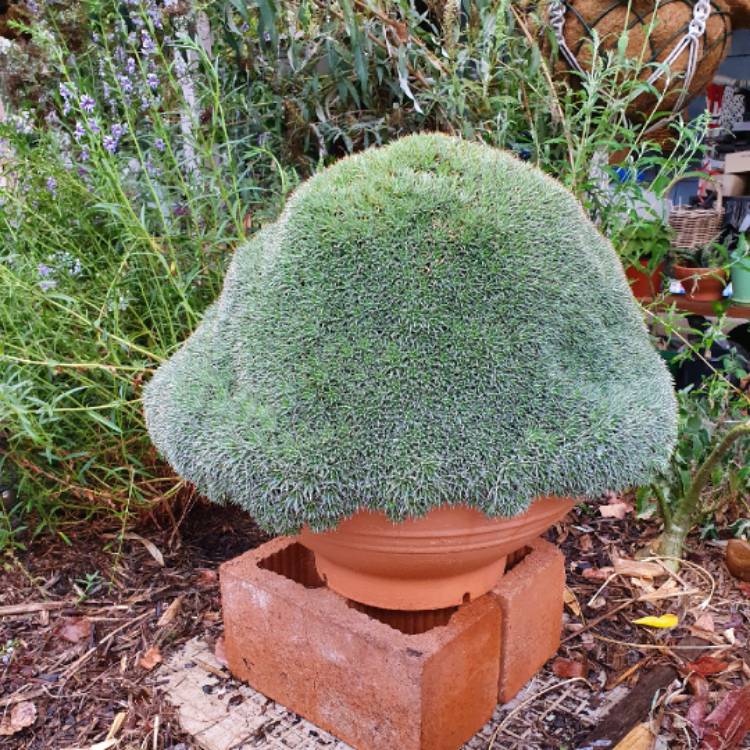 Plant image Deuterocohnia brevifolia