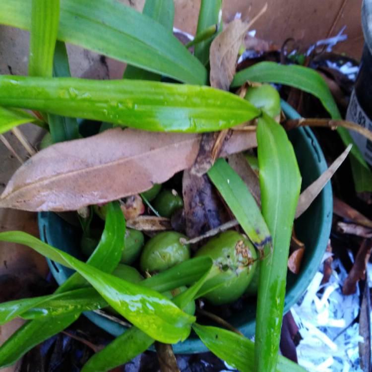 Plant image Castanospermum australe  syn. Castanospermum brevivexillum ; Castanospermum australe var. brevivexillum