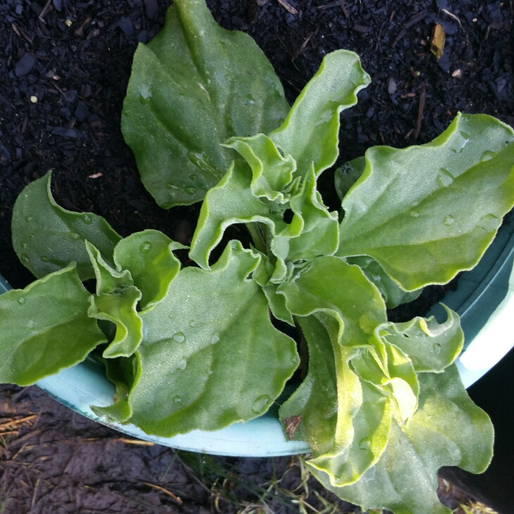 Plant image Tetragonia tetragonioides