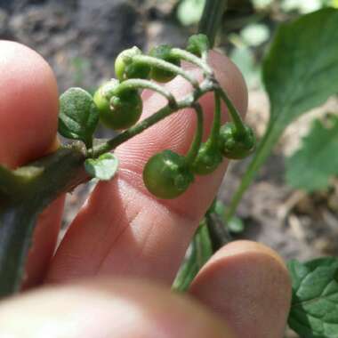 Solanum nigrum