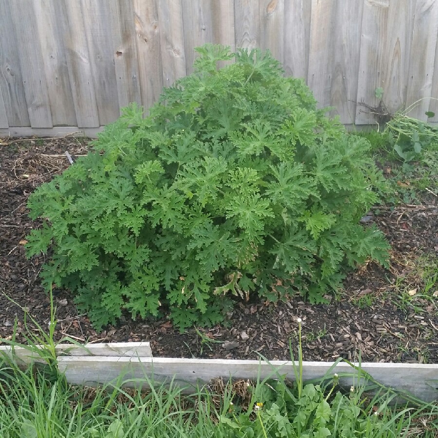 Plant image Geranium 'Khan'