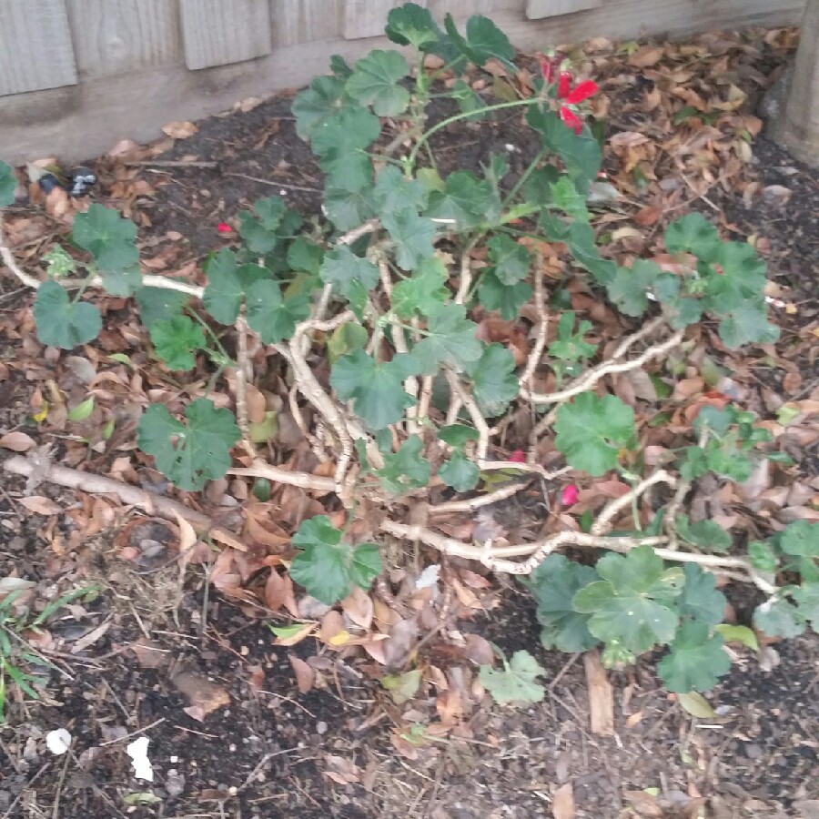 Plant image Geranium 'Khan'